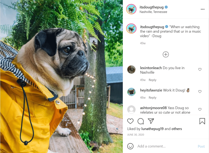 如何推广你的Instagram——可爱的动物